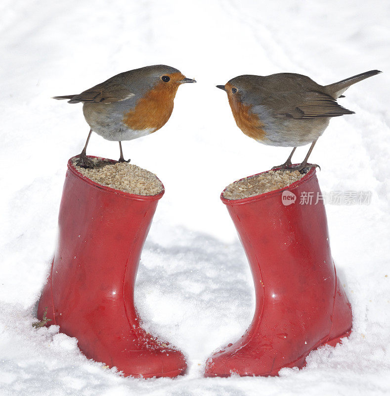 英国知更鸟-欧洲知更鸟(Erithacus rubecula)